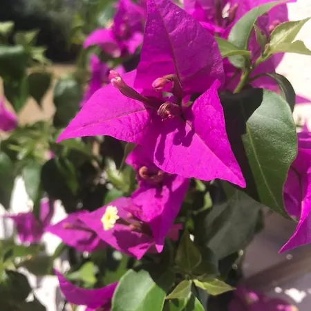 Douvas House * Toroni