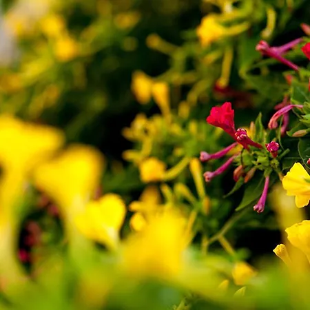 Douvas House * Toroni