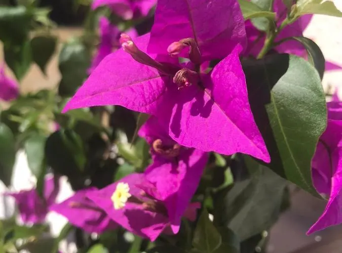 Douvas House * Toroni