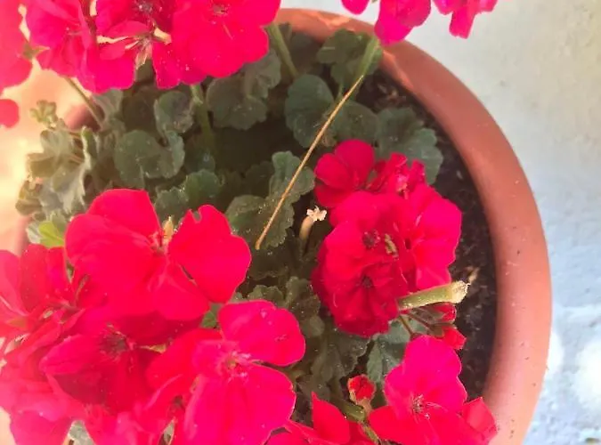 Douvas House Apartamento *