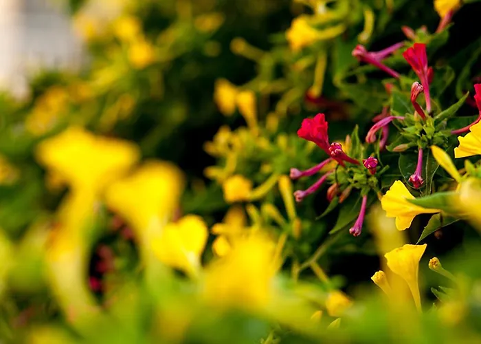 Douvas House * Toroni