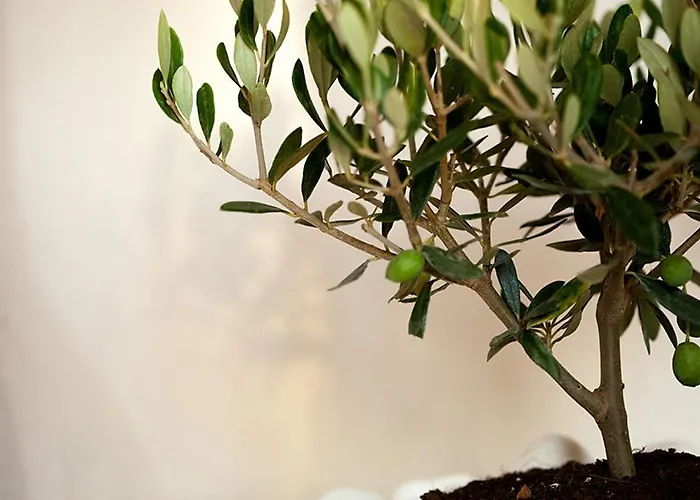 Apartamento Douvas House *