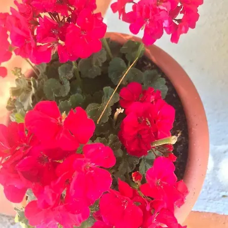 多瓦斯豪斯公寓 公寓 *