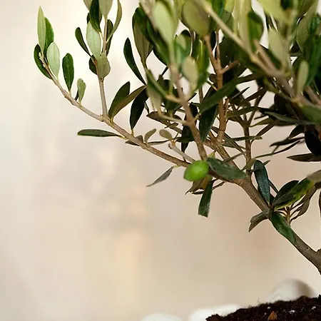 公寓 多瓦斯豪斯公寓 *