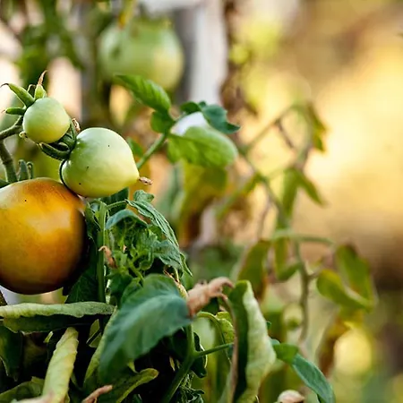 多瓦斯豪斯公寓 *