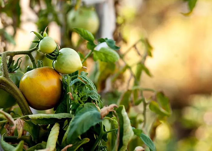 多瓦斯豪斯公寓 *